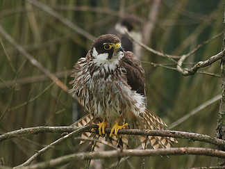 Fájlnév=Kabasolyom-Falco_subbuteo_from_Kadzidlowo.jpg
Fájlméret=540KiB
Méretek=2400x1800
Hozzáadás dátuma=2015 Február 10. Kabasolyom-Falco_subbuteo_from_Kadzidlowo.jpg