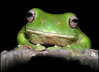 Fájlnév=Green_Tree_Frog.jpg
Fájlméret=19KiB
Méretek=400x291
Hozzáadás dátuma=2011 Március 30. Green_Tree_Frog.jpg