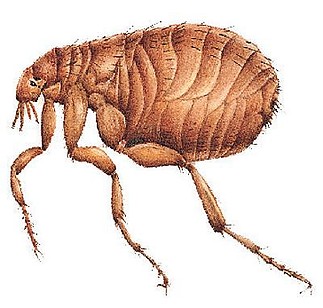 Fájlnév=bolha.jpg
Fájlméret=28KiB
Méretek=400x381
Hozzáadás dátuma=2011 Március 30. bolha.jpg