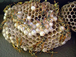 Fájlnév=darazsfeszek.jpg
Fájlméret=64KiB
Méretek=500x376
Hozzáadás dátuma=2011 Március 30. darazsfeszek.jpg