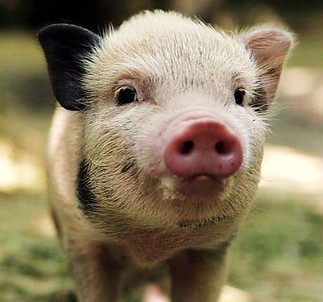 Fájlnév=little-big-pig-humor.jpg
Fájlméret=35KiB
Méretek=500x467
Hozzáadás dátuma=2011 Március 30. little-big-pig-humor.jpg