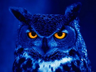 Fájlnév=night_owl_1.jpg
Fájlméret=90KiB
Méretek=1024x768
Hozzáadás dátuma=2011 Március 30. night_owl_1.jpg
