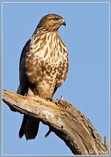 Fájlnév=Egereszolyv.jpg
Fájlméret=77KiB
Méretek=566x800
Hozzáadás dátuma=2011 Március 1. Egereszolyv.jpg