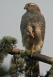 Fájlnév=Karvaly.jpg
Fájlméret=55KiB
Méretek=516x748
Hozzáadás dátuma=2011 Március 1. Karvaly.jpg