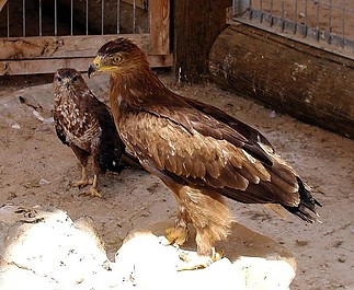 Fájlnév=Szirti_sas2.jpg
Fájlméret=95KiB
Méretek=731x599
Hozzáadás dátuma=2011 Február 15. Szirti_sas2.jpg
